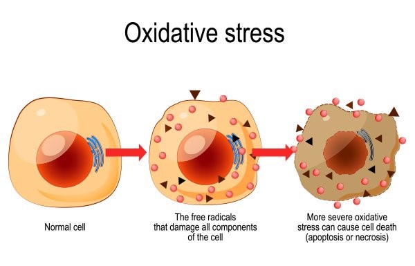 oxidative stress